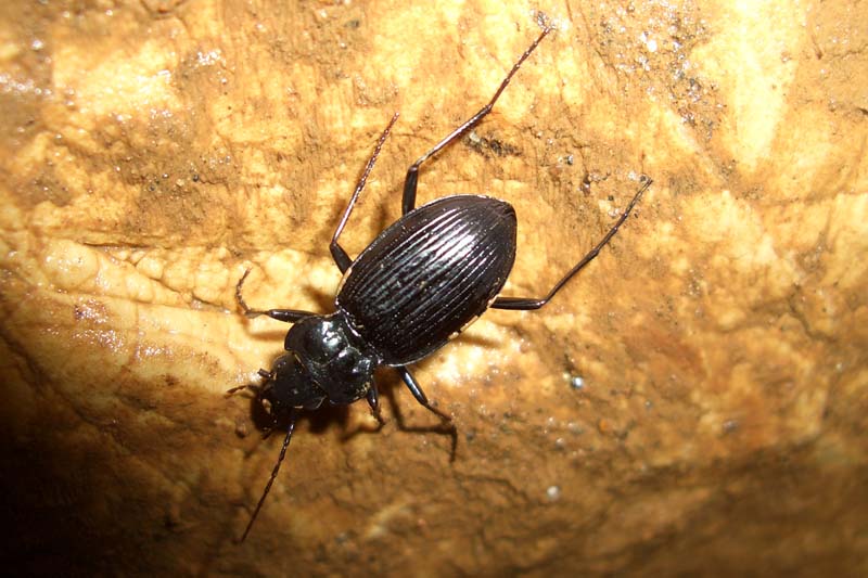Nebria kratteri :  grotta a circa -80 metri